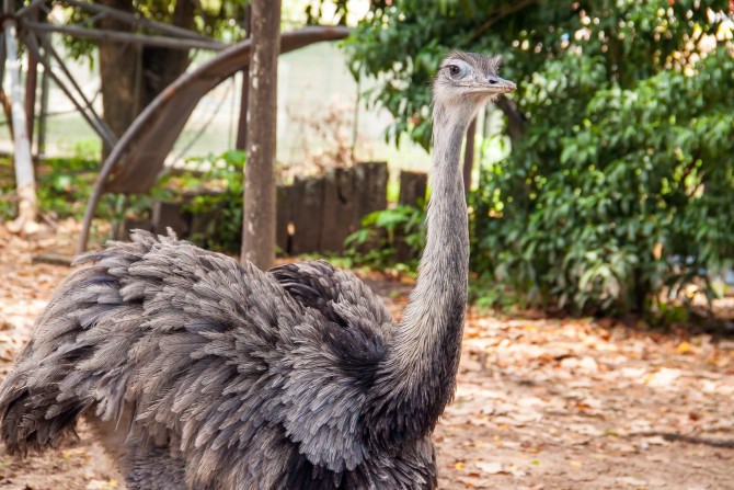 Emu in Santa Cruz Zoo